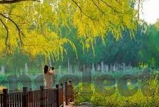 巴西和巴拉圭足球比分-巴西与巴拉圭,绿茵场上的南美双雄对决,比分背后的战术博弈与激情碰撞