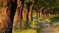 足球直播角球比分-深度解析，足球直播中角球与比分的微妙关联，揭秘战术背后的胜负密码